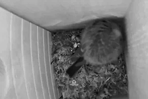 Meise Schlaf Nistkasten