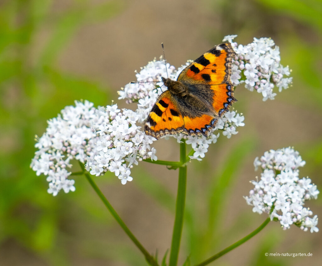 Schmetterlin auf Blüte Schmetterling auf Blüte