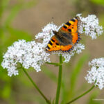 Schmetterling auf Blüte