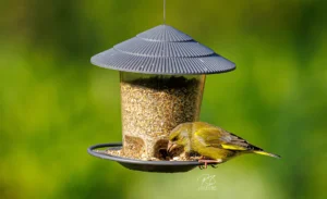 Grünfink an der Futterstelle