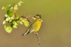 Grünfink im Sommer
