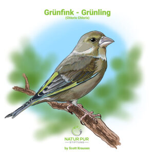 Grünfink - Grünling