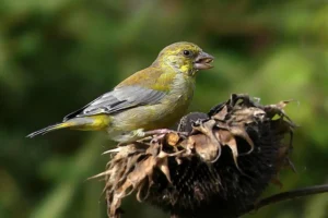 Grünfink Sonnenblume
