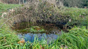 Unkenteich 2 vor der Erneuerung