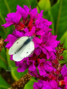 Artenerhaltung - Schmetterling