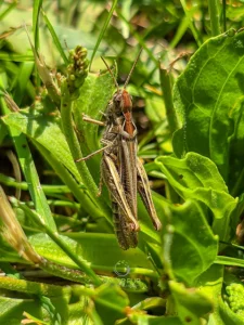 Artensterben Insekten