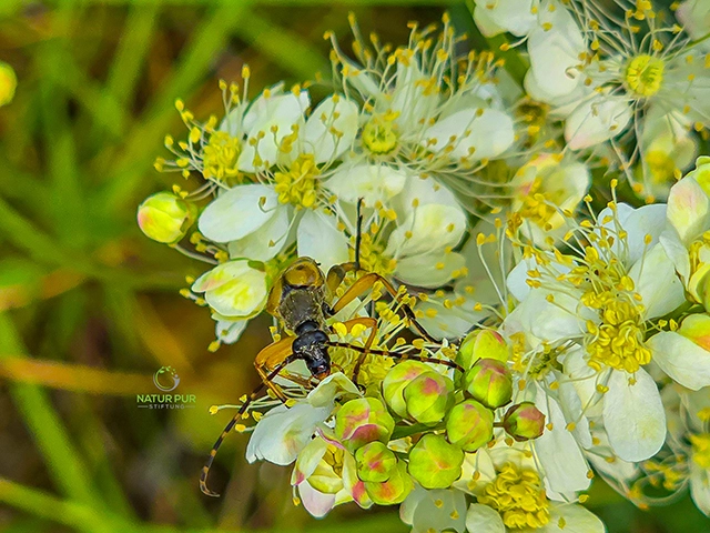 Ziele Natur Pur-Stiftung