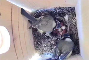 Meisenbrut Nistkasten