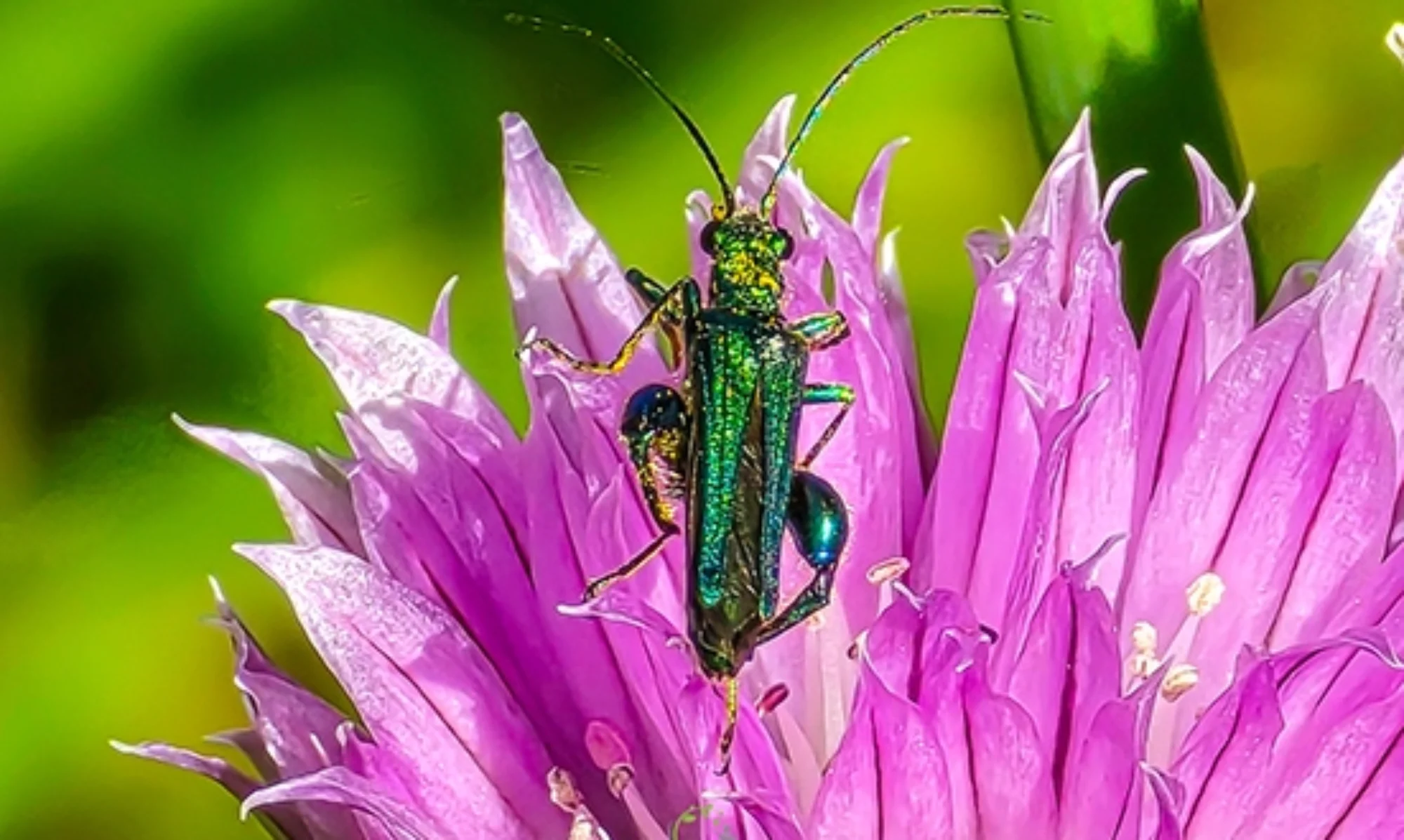 Artenerhaltung - Natur Pur-Stiftung